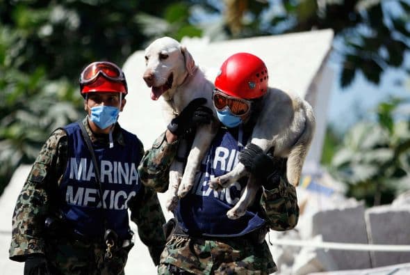 Un sistema de esterilizaciones itinerantes masivas, gratuitas o a bajo costo puede ser una solución.