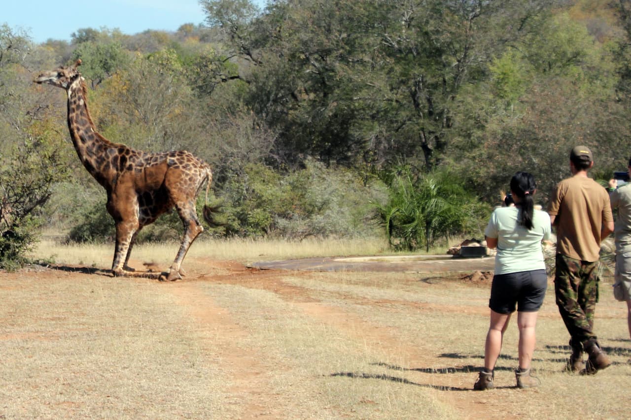 Después, milagrosamente ileso, ella se alejó moviendo su cuello, como diciendo al grupo “adiós y gracias”.