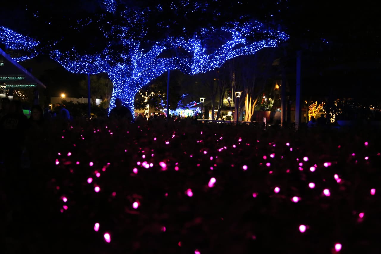 Un tendido de luces sobre los arbustos a la salida del recorrido.