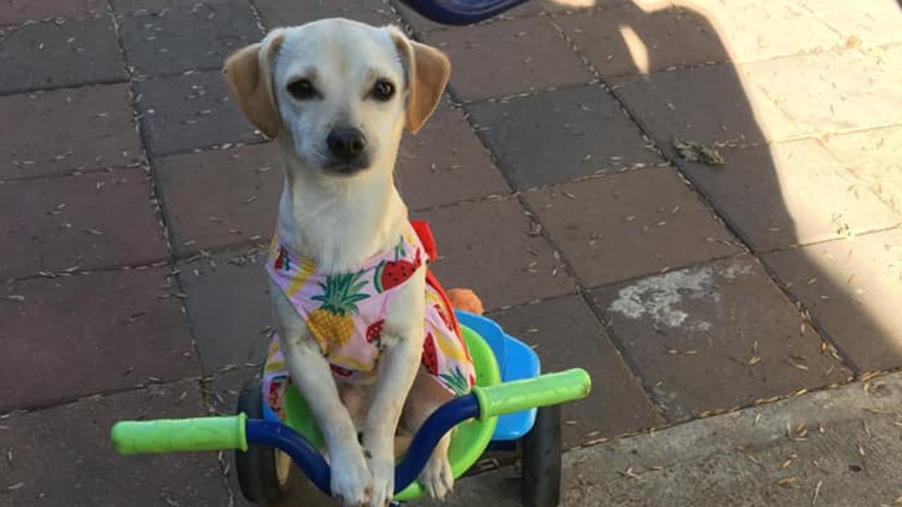 "Lola es la bebé de casa y lo adoran los niños": Melca Sica.