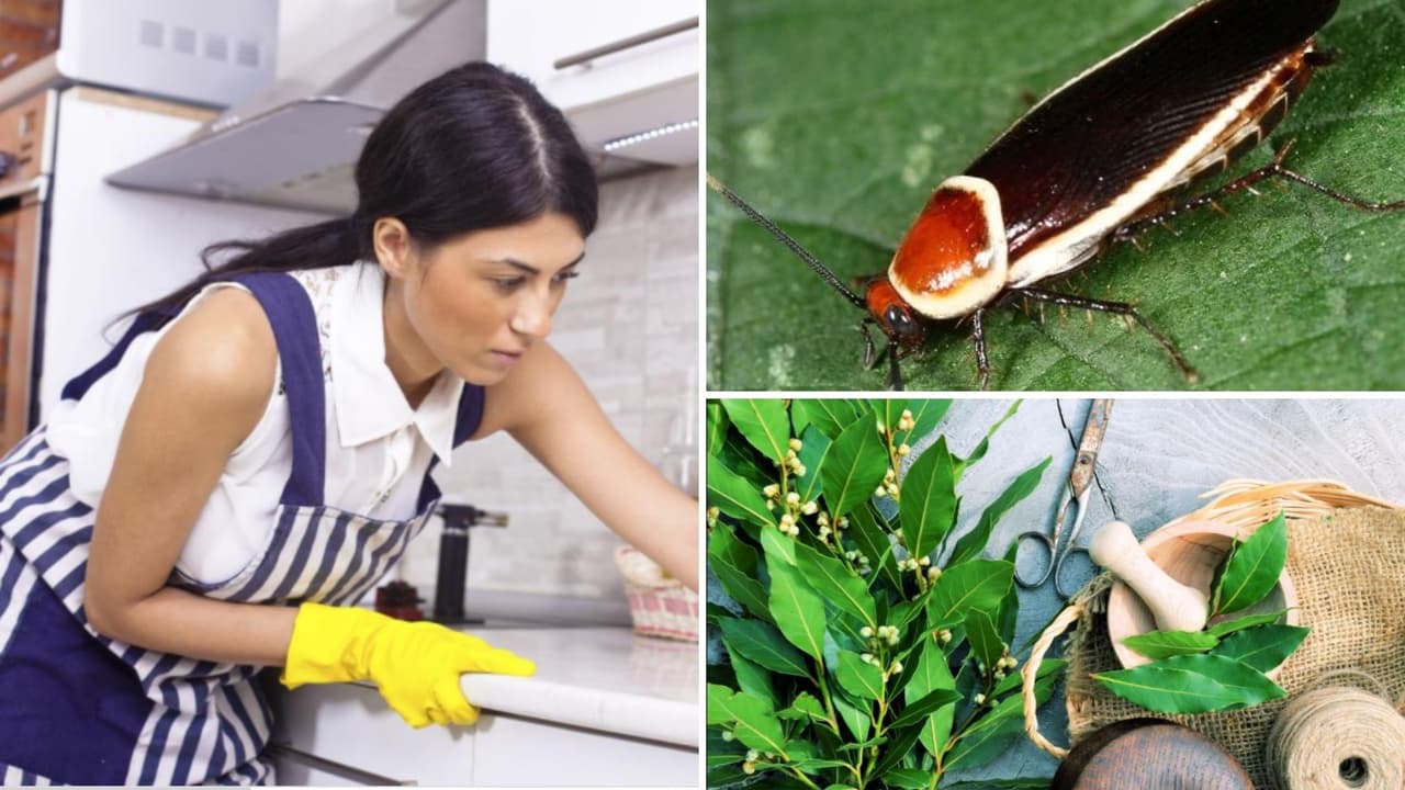 ¿Le temes a las cucarachas? Estos tips las ahuyentará en un dos por tres 
