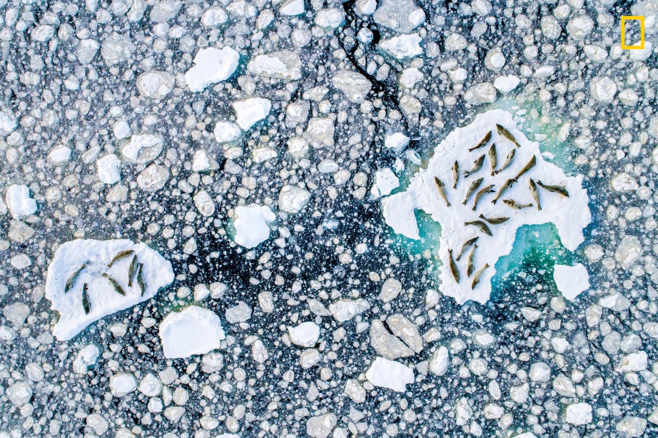 <b>Cama de hielo que se derrite </b>“Vista aérea de un grupo de focas comedoras de cangrejo, mientras descansan sobre el hielo roto de la Península Antártica en diciembre. Los estudios han demostrado que tienen un patrón general de alimentación desde el atardecer hasta el amanecer, y se trasladan durante el día. Sus patrones cambian con la temporada. Las focas cangrejeras usan el hielo para descansar entre las inmersiones, y con el hielo derritiéndose cada vez más rápidamente su futuro podría no ser tan brillante a pesar de la gran cantidad de animales que hay”, 
<a href="https://www.nationalgeographic.com/travel/contests/travel-photo-contest-2019" target="_blank">escribió el autor sobre la imagen. </a>