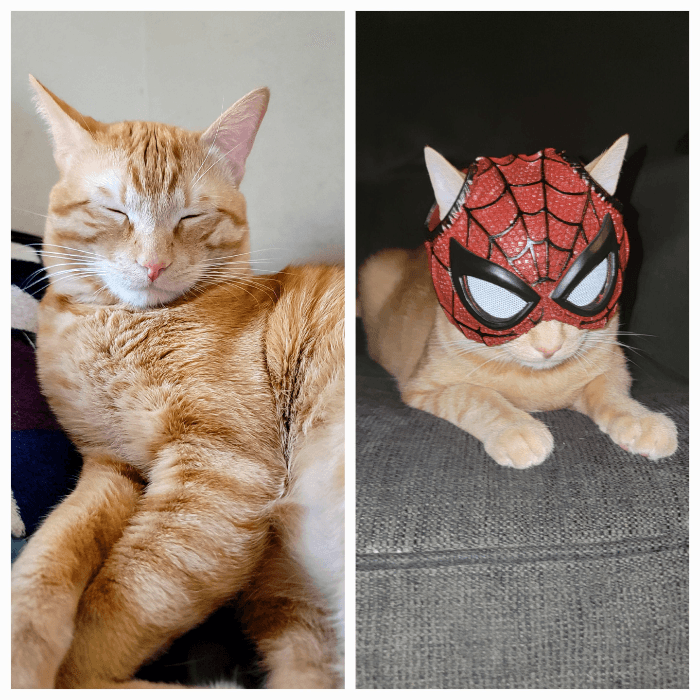 Meorales escobar nos presenta a su mascota. Michi durante el día y un super héroe gatuno por las noches.