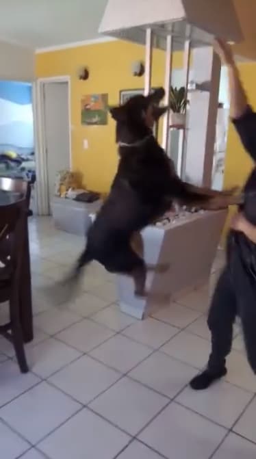 "Su entrenador Manuel me lo llevaba a revisión y, a veces, se quedaba conmigo en casa donde reforzaba con su pelota sus saltos, que iban a ser requeridos para los saltos que iba a realizar en el portón de la casa del filme [...]".