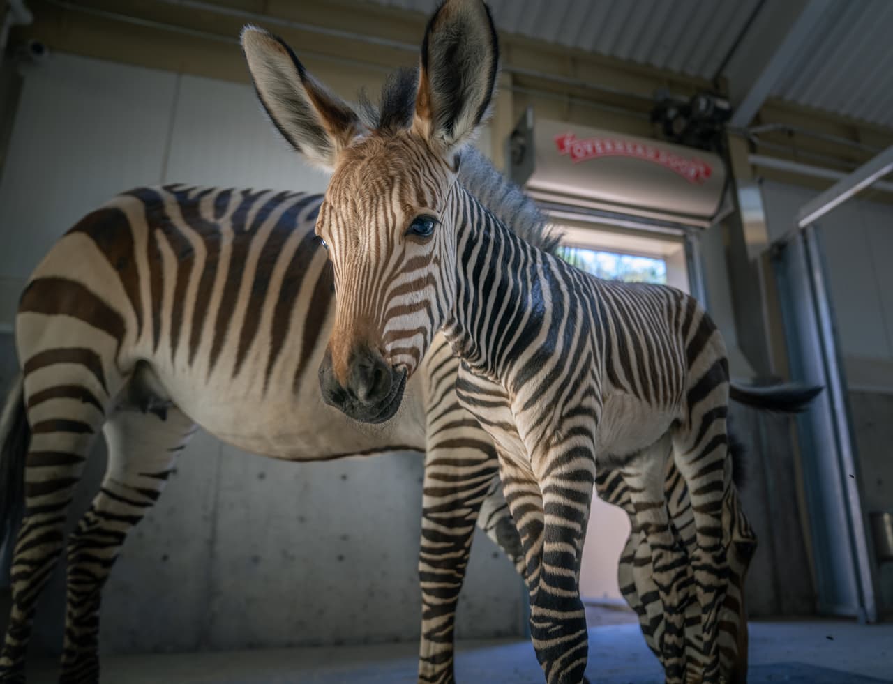 La nueva cebra del zoológico Hogle de Utah se suma a un grupo de seis más.