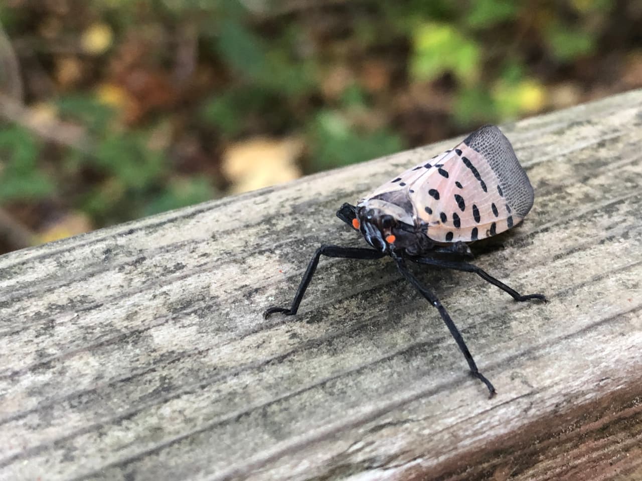 La peor temporada: espere ver aún más moscas linterna manchadas este verano