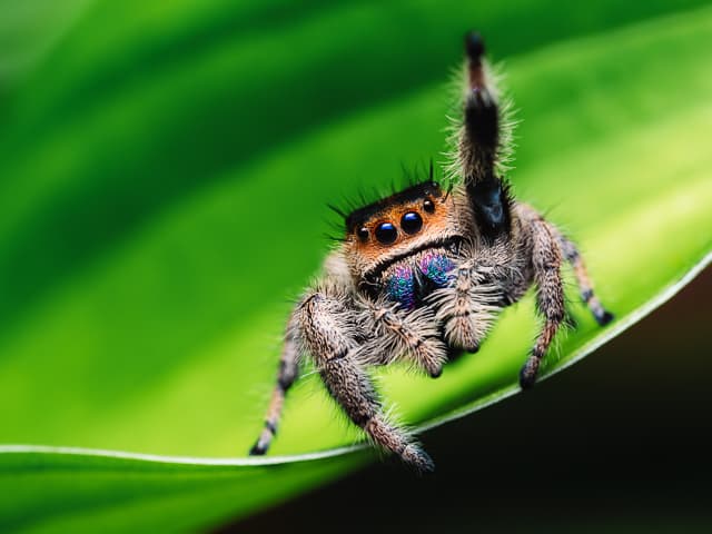 Podrás comprar regalos únicos inspirados en nuestro amor por las arañas. Seleccione entre arañas robóticas, peluches tiernos, joyas únicas, decoración elegante para el hogar, juguetes y libros atractivos, kits de actividades al aire libre, regalos hechos a mano por artistas locales y más.