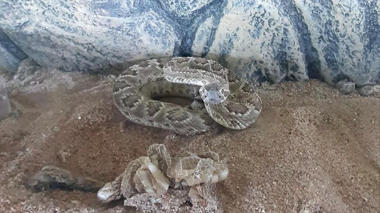 El 
<a href="https://www.univision.com/local/houston-kxln/muere-por-coronavirus-un-oficial-del-precinto-5-del-condado-harris">alguacil del precinto 5 del condado Harris </a>informó sobre el rescate de tres serpientes en una casa ubicada en Atascocita.