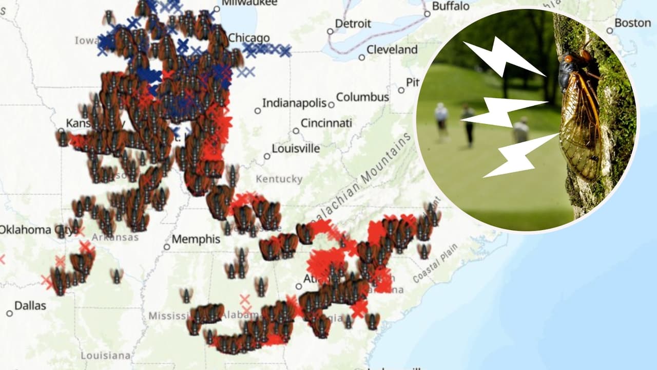 ¿Es verdad que habrá una invasión de cigarras en Estados Unidos?: Te aclaramos