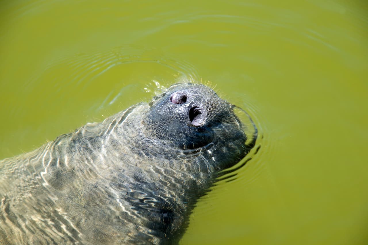<b>Suben a respirar cada 5 minutos. </b>Los manatíes suben a la superficie para respirar cada 5 minutos aproximadamente. Según los expertos del FWS, cuando suben para respirar ellos son capaces de sustituir el 90% del aire en sus pulmones por aire limpio.
<br>