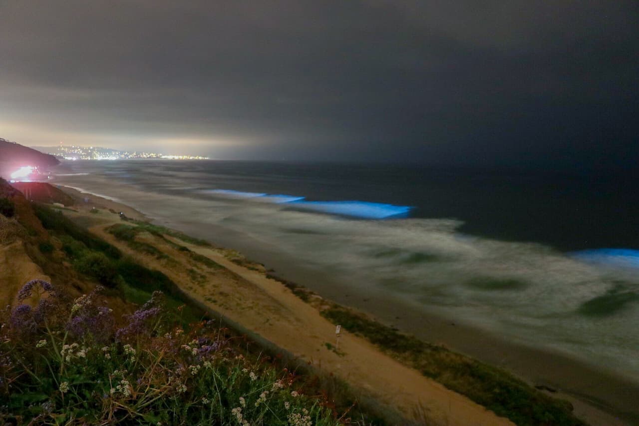 Las algas son arrastradas por las corrientes y visibles cuando las olas revientan en la orilla de la costa.