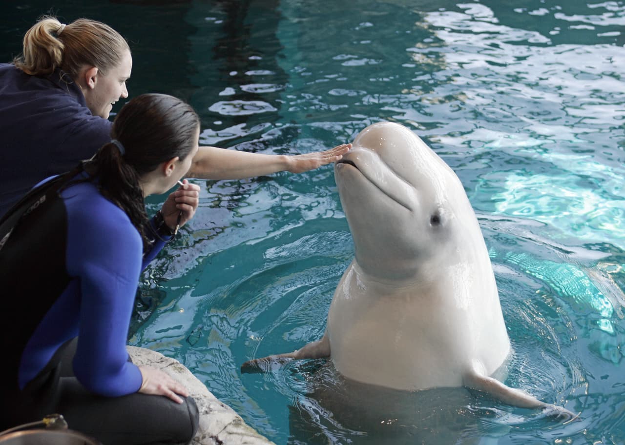El Acuario Shedd anuncio que estára temporalmente cerrado al público durante dos semanas hasta el domingo 29 de marzo.
<br>
<br>"Durante este período, todos los eventos y programas programados serán cancelados, pero pueden reprogramarse para una fecha posterior."
<br>