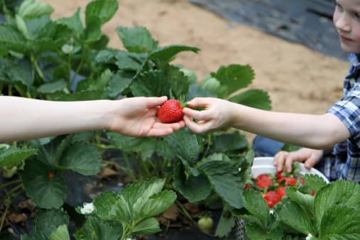 “Comenzaremos el día con fresas maduras, pero todo depende de cuántos recolectores tengamos y cuántas fresas maduras tendremos disponibles. Intentaremos publicar aquí a menudo para que las personas interesadas puedan saber”, indicó la administración.