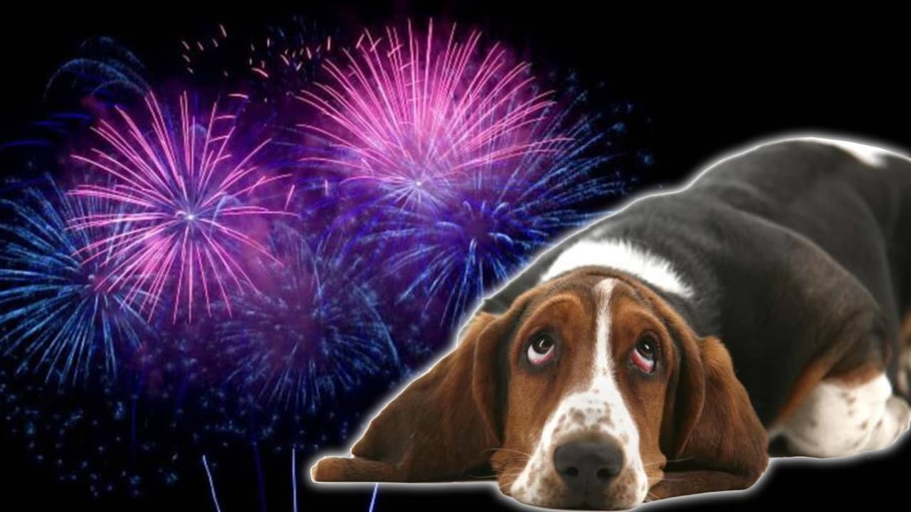 Antes de celebrar el 4 de julio, asegúrate de proteger las mascotas: esto recomiendan autoridades en San Antonio