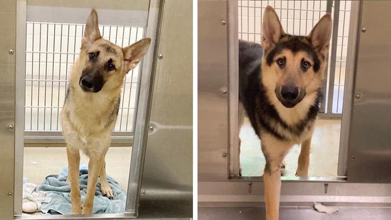 Se escapan cuatro perros mitad lobo y pastor alemán de una casa en el condado de Orange
