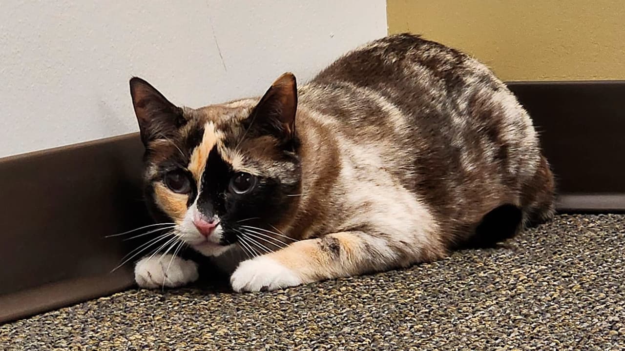 Gato de Utah se esconde en una caja de Amazon y termina en California