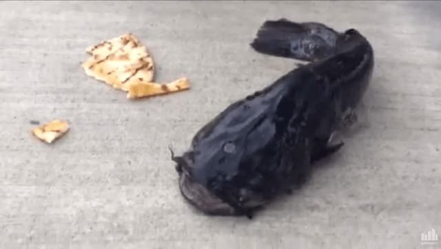 Videos de impacto - 10 de noviembre