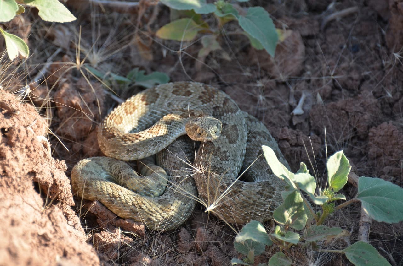 Una serpiente cascabel muerde a un niño en una escuela de Texas; mira cómo evitar casos como este