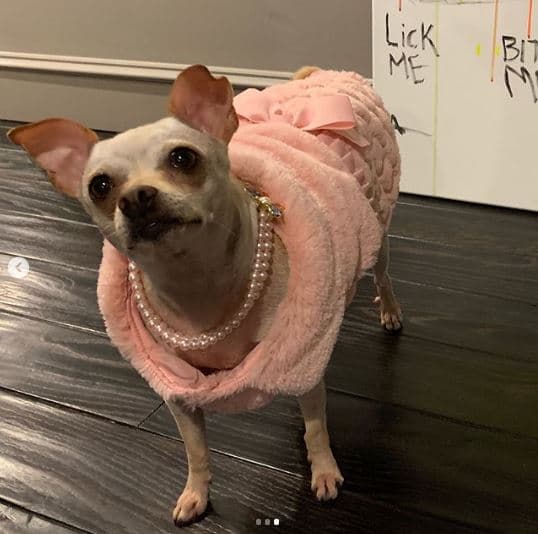 Fue con esta rosada vestimenta que la perrita celebró 5 años de haber llegado a la familia de Sofía Vergara.
