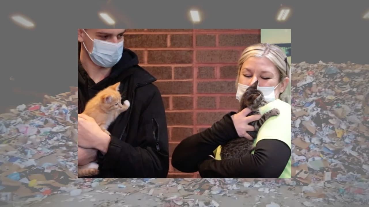 “Milagro de Navidad”: 3 gatitos encontrados en una mochila  se salvan de ser triturados en una planta de reciclaje 
