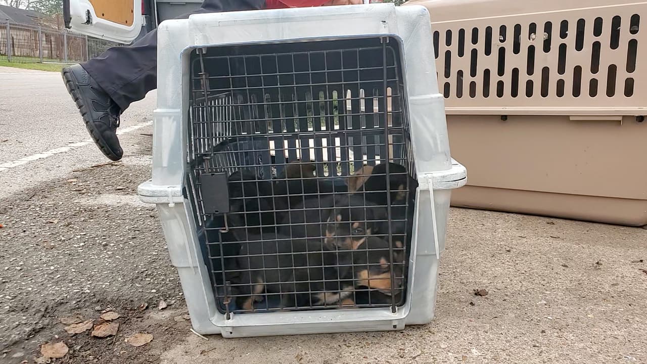 En total fueron 10 perros, 9 cachorros y un gatito.