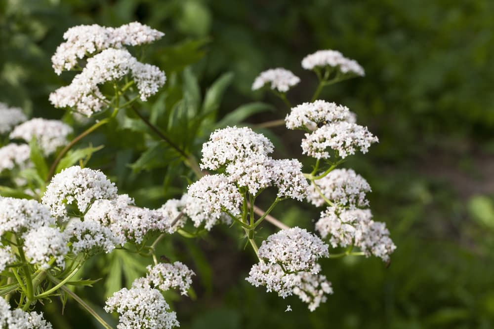 Se da muchísimo en primavera, y también en el otoño. Etimológicamente, la palabra valeriana procede de "valere", o sea, vigorizar, dar energía para estar bien.