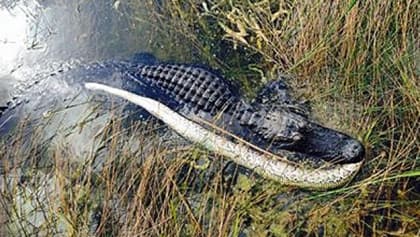 Caimán comiéndose a una pitón birmesa en los Everglades en el año 2013.