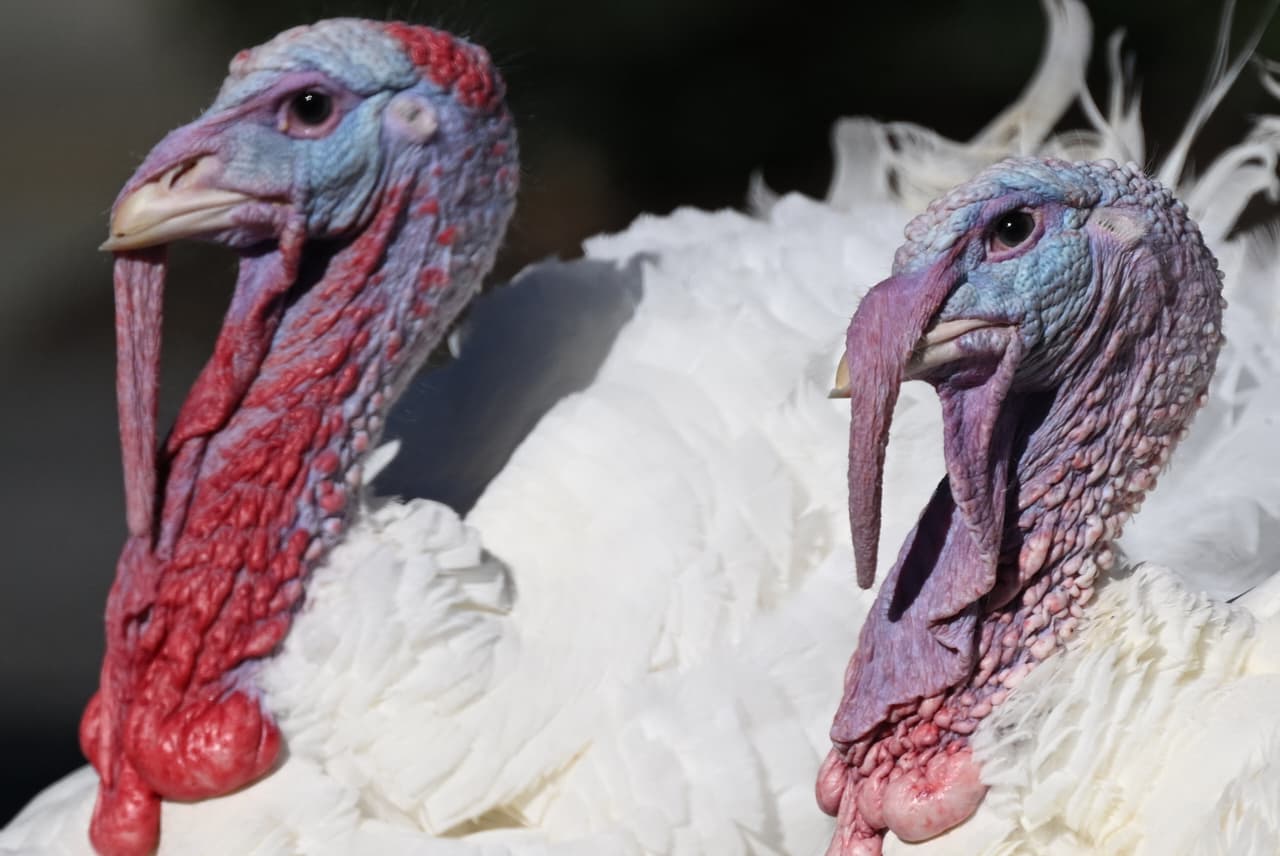 El evento se desarrolla en la dirección 8790 Hammerly Boulevard, Houston, 
<b>y busca inspirar a más compañías a sumarse a las causas locales.</b>