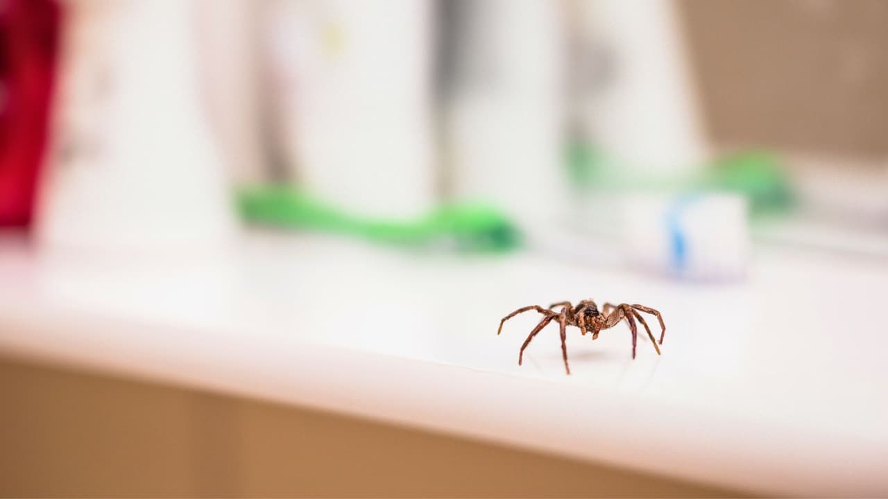 <h3 class="cms-H3-H3">🌿 Remedios naturales y mitos comunes</h3>
<br>Muchas personas usan remedios caseros para repeler arañas, y aunque algunos funcionan, no sustituyen la limpieza y prevención regular.
<br>
<b>Lo que sí puede ayudar:</b>
<br>Aceite de menta diluido con agua en atomizador.
<br>Vinagre blanco en esquinas y marcos de ventana.
<br>Cáscaras de cítricos (como limón o naranja) en rincones oscuros.
<br>
<b>Mitos que debes evitar:</b>
<br>“Todas las arañas son peligrosas” ❌
<br>“Si matas una, llegan más” ❌
<br>“Las arañas buscan morderte” ❌ (en realidad lo hacen solo si se sienten amenazadas)