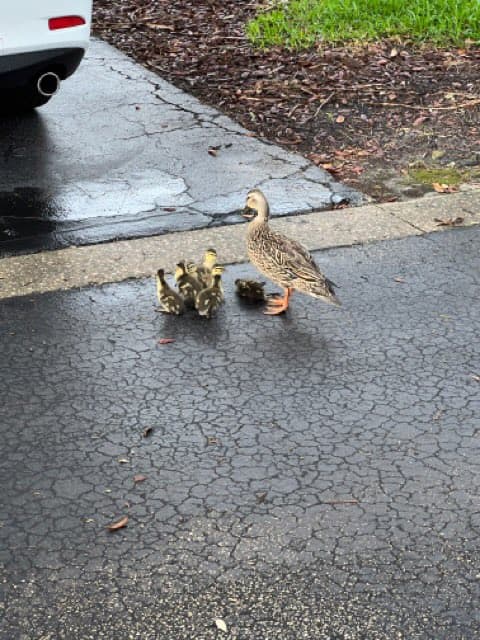 El Departamento de Bomberos del Condado de Seminole compartió fotos del rescate en su cuenta de Twitter.