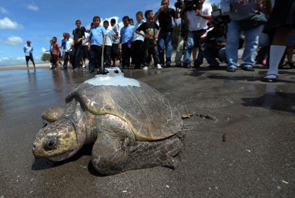 Una tortuga marina Golfina que anidó en una playa de El Salvador será monitoreada por satélite con un transmisor colocado en su caparazón.