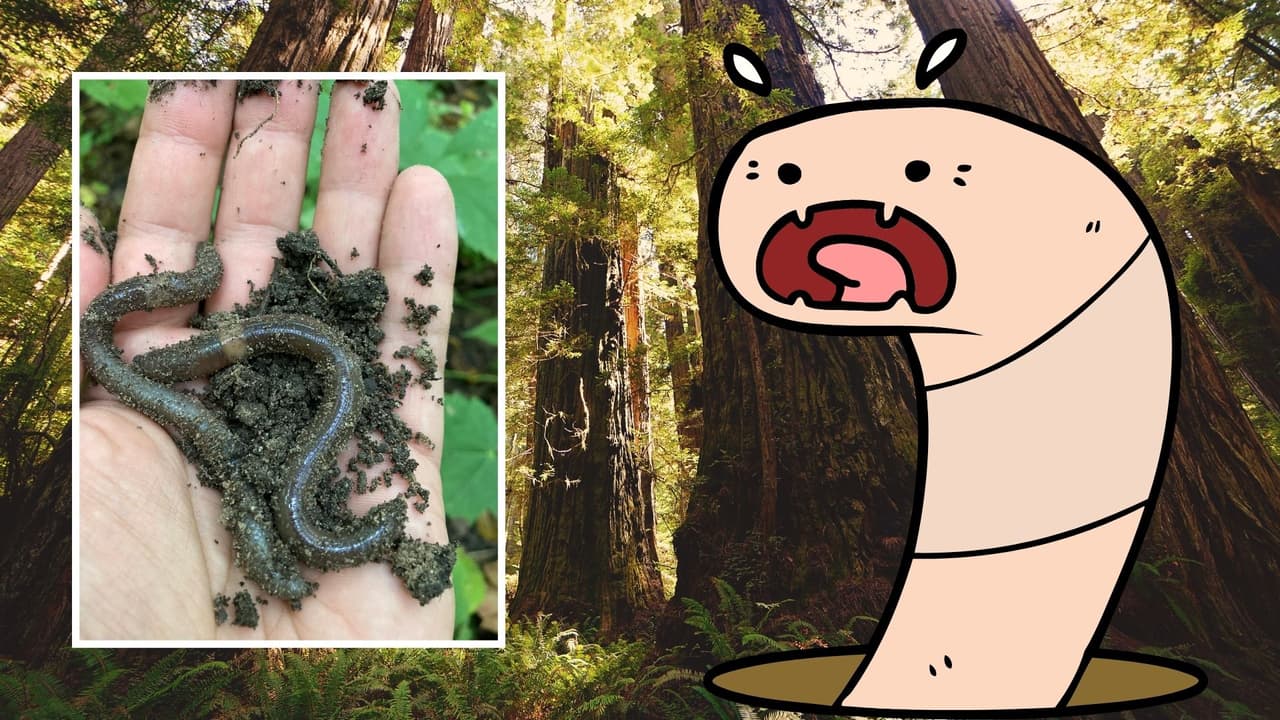 Gusano saltarín que se comporta como serpiente causa preocupación tras hallazgo en Napa