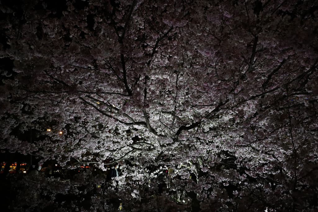 El 'sakura' tiene además tiene un carácter simbólico en Japón: por un lado, marca el inicio de la primavera, pero por otro también recuerda que hay que disfrutar de la vida y de sus sospresas efímeras antes de que desaparezcan. En la imagen, un cerezo en el National Theatre of Japan.