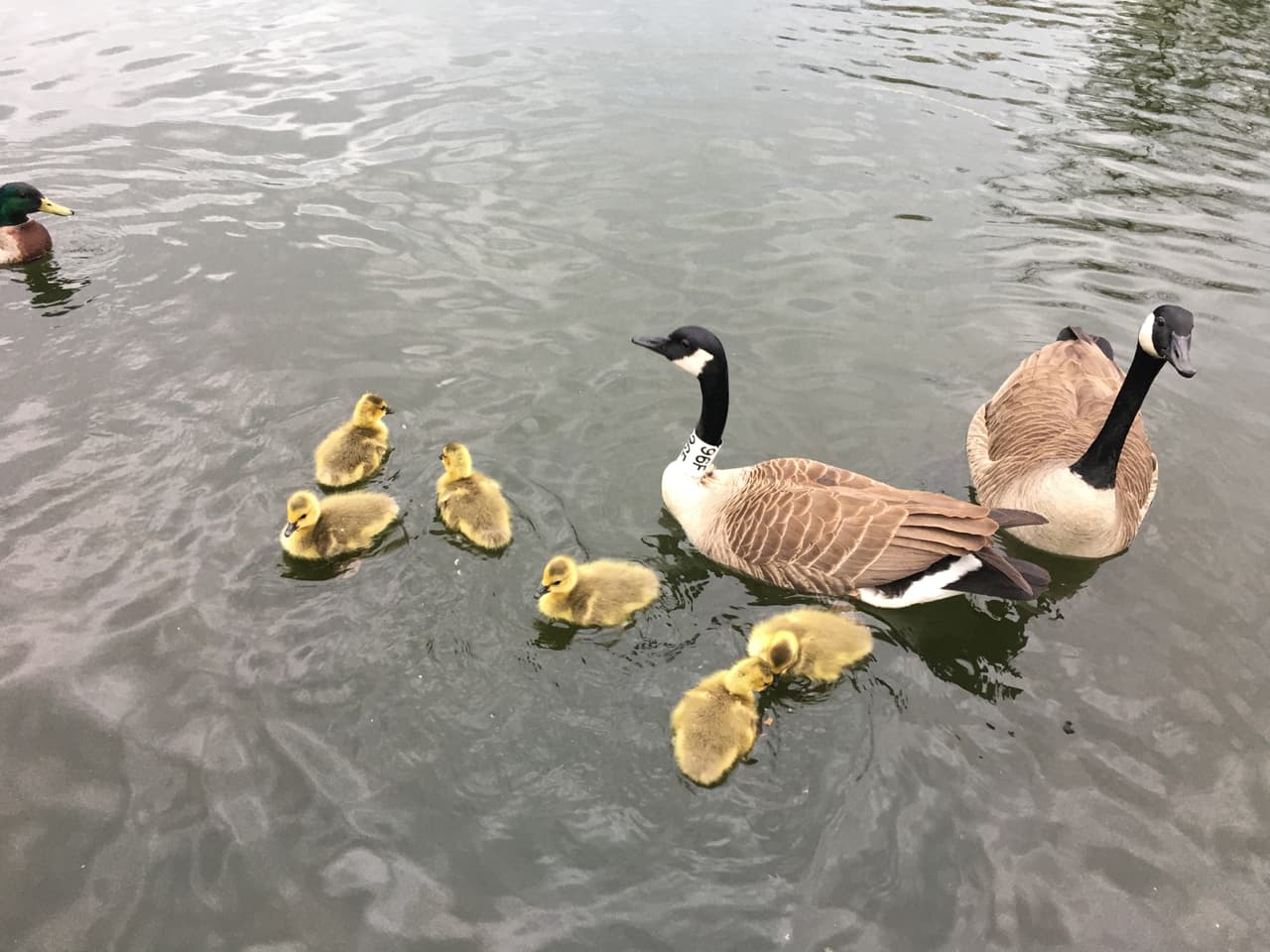<b>Distrito de Parques de Chicago: </b>Los parques frente al lago al oeste de Lake Shore Drive, los campos de golf interiores y las intsalaciones en los parques están abiertos. La mayoría de los campos están abiertos de 9 a.m. a 5 p.m. de lunes a viernes para baños y refugios. Sin embargo todos los parques infantiles, piscinas, playas, senderos e instalaciones al este de Lake Shore Drive permanecen cerrados. Debe seguir manteniendo el distancamiento social. El Distrito de Parques de Chicago desplegará 100 embajadores de distanciamiento social para ayudar a educar al público y administrar el flujo de visitamtes en estos parques. 
<a href="https://www.univision.com/local/chicago-wgbo/el-distrito-de-parques-de-chicago-realizara-campamentos-de-verano-con-algunos-cambios-en-medio-del-coronavirus" target="_blank">Más aquí</a>.