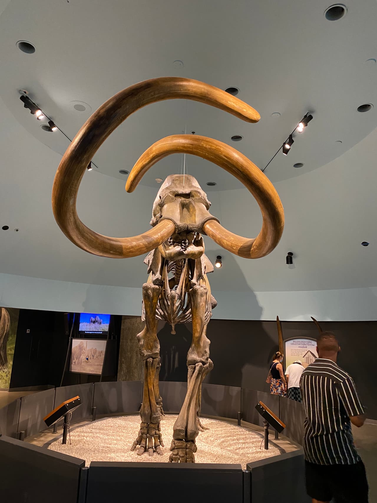 La colección en La Brea Tar Pit impresiona a grandes y pequeños por los tamaños de las fieras que vivían en la ciudad.