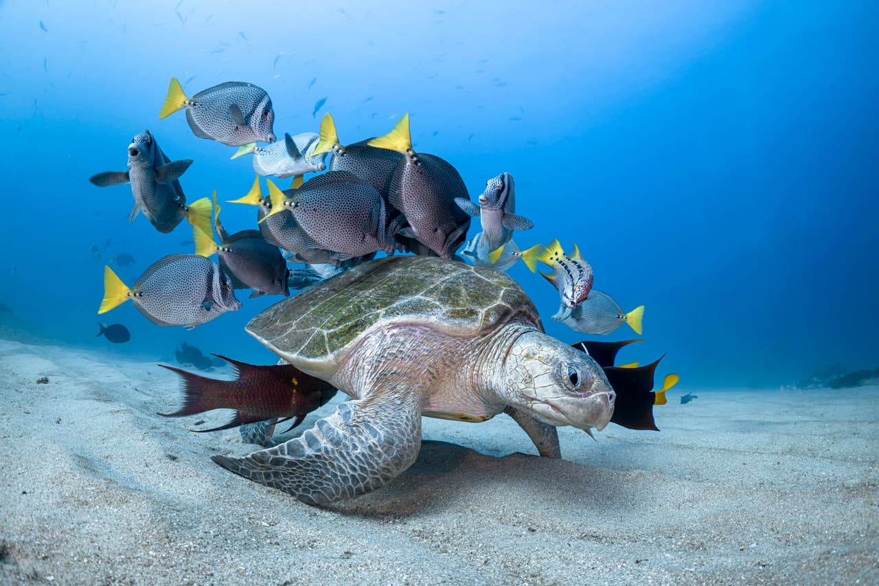 <b>Una tortuga acosada por peces.</b> Esta fotografía es parte de una serie que logró el segundo lugar en la categoría ‘portafolio’.