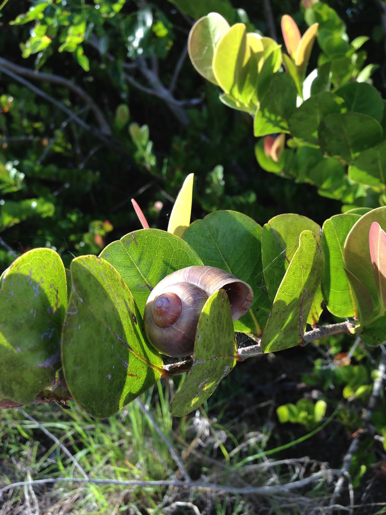 '
<b>Caracol de manzana dorada'.</b> Es originario de sudamérica y fue llevado a Hawaii en 1989 y a California en 1997. Fueron introducidos como animales ornamentales en acuarios y se sospecha que escaparon o fueron liberados deliberadamente. Afectan especialmente los cultivos de arroz y de algunas plantas ornamentales. Compite con caracoles y otras especies locales. La fotografía de este caracol fue tomada en 2013 en los Everglades, al sur de Florida.