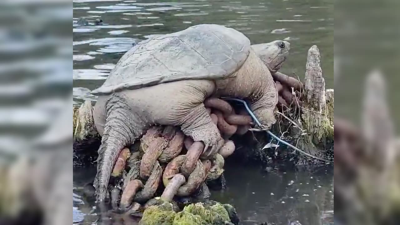 "Mira esa bestia": tortuga gigante sorprende a paseantes en el Río Chicago