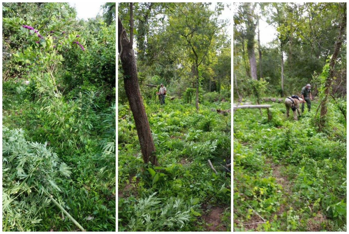 Destruyen plantío de marihuana en el río Brazos