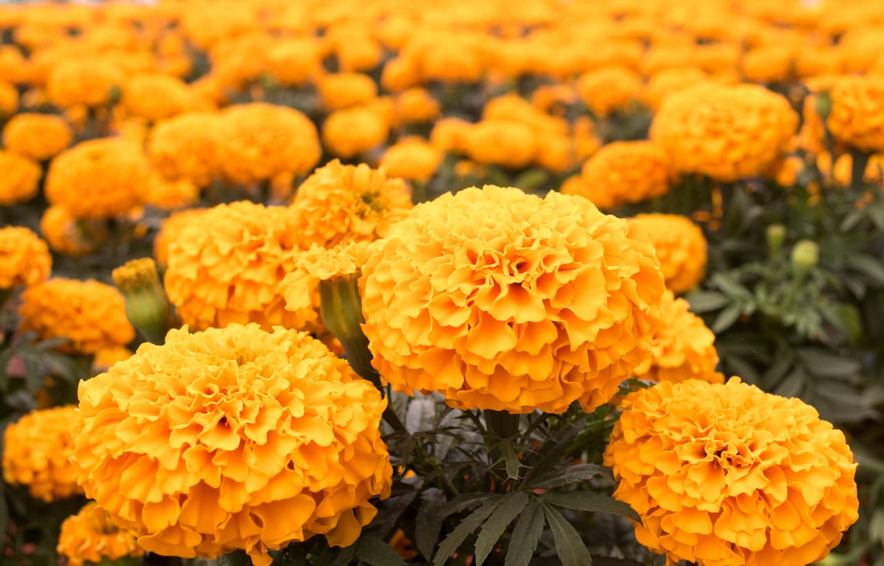 <b>Cempasúchil // </b>
<br>Viene del náhuatl “cempoal” y “xóchitl” y simboliza cuando el sol sale del inframundo, lo cual ayuda a que los difuntos encuentren el camino de una vida a otra.