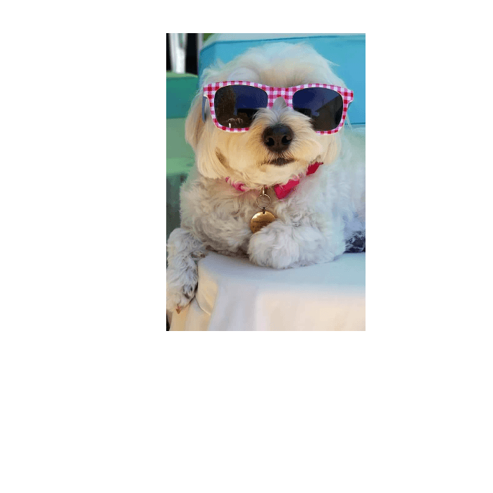 Zizi, tiene 6 años y es una perrita muy fashonista. ¿Qué tal las gafas de sol?