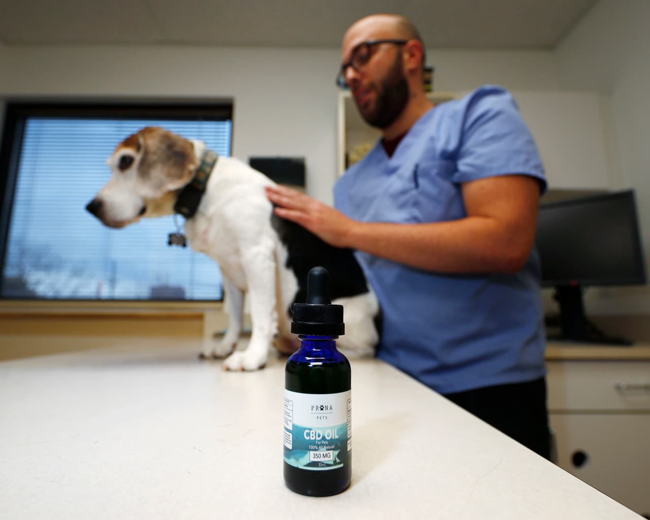 Los productos con CBD ya se venden en tiendas y por internet, entonces es muy fácil creer que hay algo especial en el ingrediente. Pero hay muy muchas afirmaciones que no han podido ser comprobadas. El hecho de que existan contradicciones legales hace que no existan controles de calidad. En la imagen,
<b> Luke Byerly le administra cannabidiol a su perro Beagle de 14 años, Robbie. </b>Él trabaja como técnico en una clínica veterinaria en el este de Denver. Las personas que desean aliviar el dolor de sus mascotas están usando cada vez más aceites y polvos con CBD.