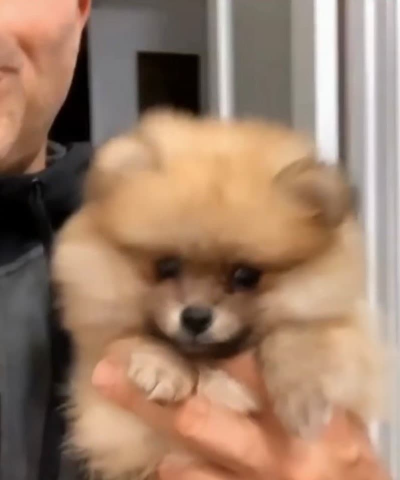 Luna es la nueva integrante de la familia de Carlitos.