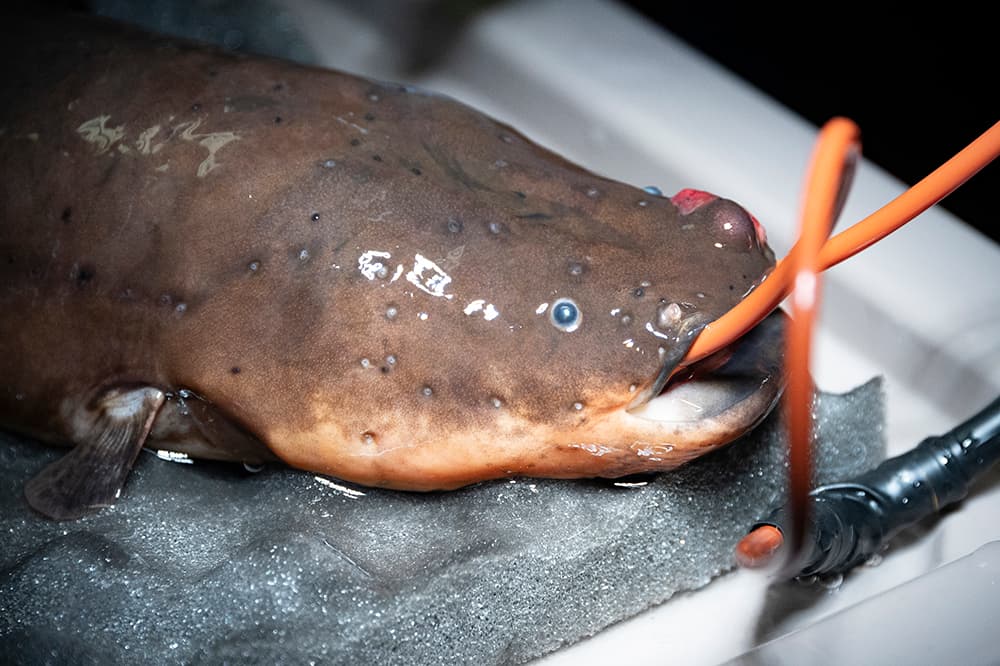 Después de diluir medicinas específicas en el agua del recipiente en que iba a ser transportada, los miembros del staff del zoológico, utilizando guantes y redes especiales con aislamiento de goma, la depositaron en el recipiente y esperaron a que la anestesia hiciera efecto mientras era llevada al hospital de animales.
<br>