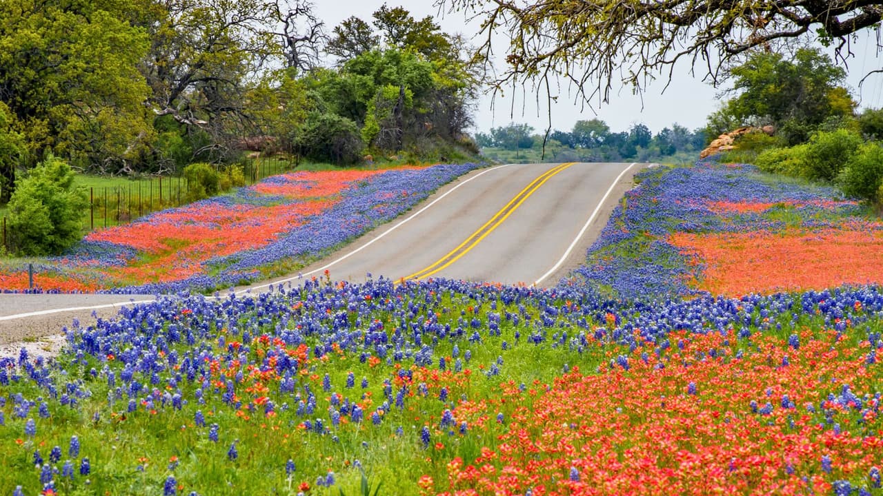 <h3 class="cms-H3-H3">Consejos generales para tus fotos en los campos de bluebonnets</h3>
<br>
<b>No pises las flores</b>. Respeta la naturaleza y evita dañar los campos. 
<br>
<b>Usa ropa en colores cálidos o neutros</b> para contrastar con el azul intenso de las flores.
<br>
<b>Aprovecha la luz natural.</b> Evita el mediodía y opta por el amanecer o el atardecer. Incluye elementos en primer plano (como una flor en detalle) para darle más profundidad a la imagen.
