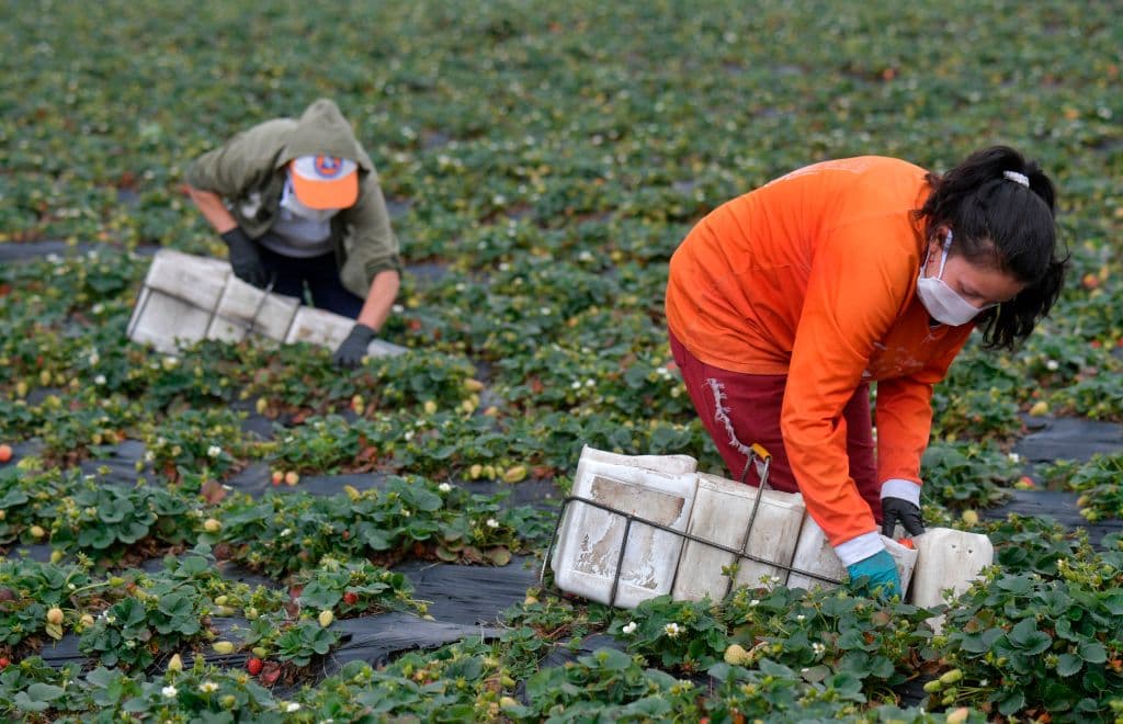 Piden proteger de la deportación a campesinos indocumentados durante la pandemia del coronavirus