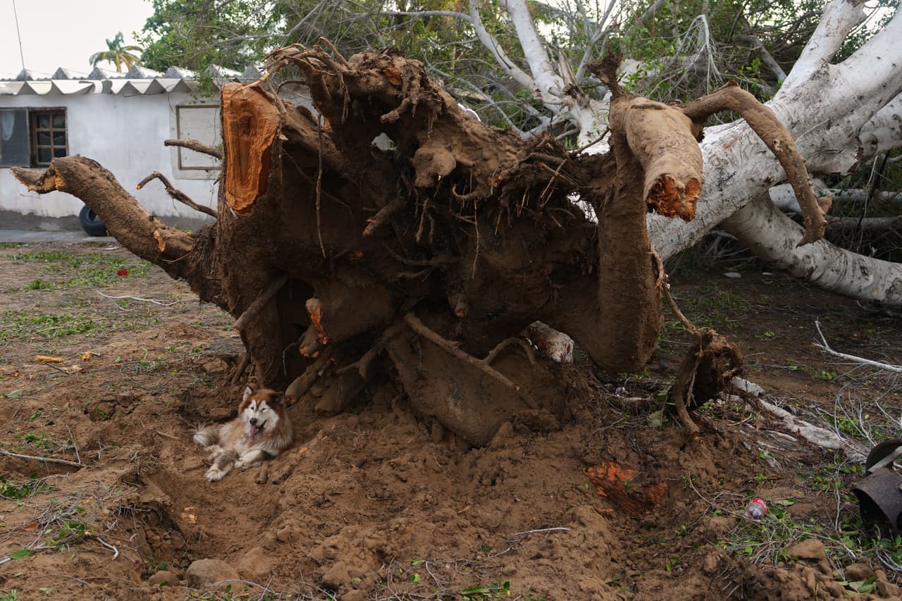Un perro se sienta al pie de un árbol arrancado de raíz por el huracán Polo en Puerto San Carlos, estado de Baja California Sur, México, el martes 29 de septiembre de 2026. (Foto AP/Eduardo Verdugo)