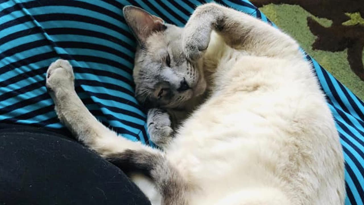 “Hank, rescatado en (el poblado de) Del Río Texas”, escribió Tekandi Paniagua.