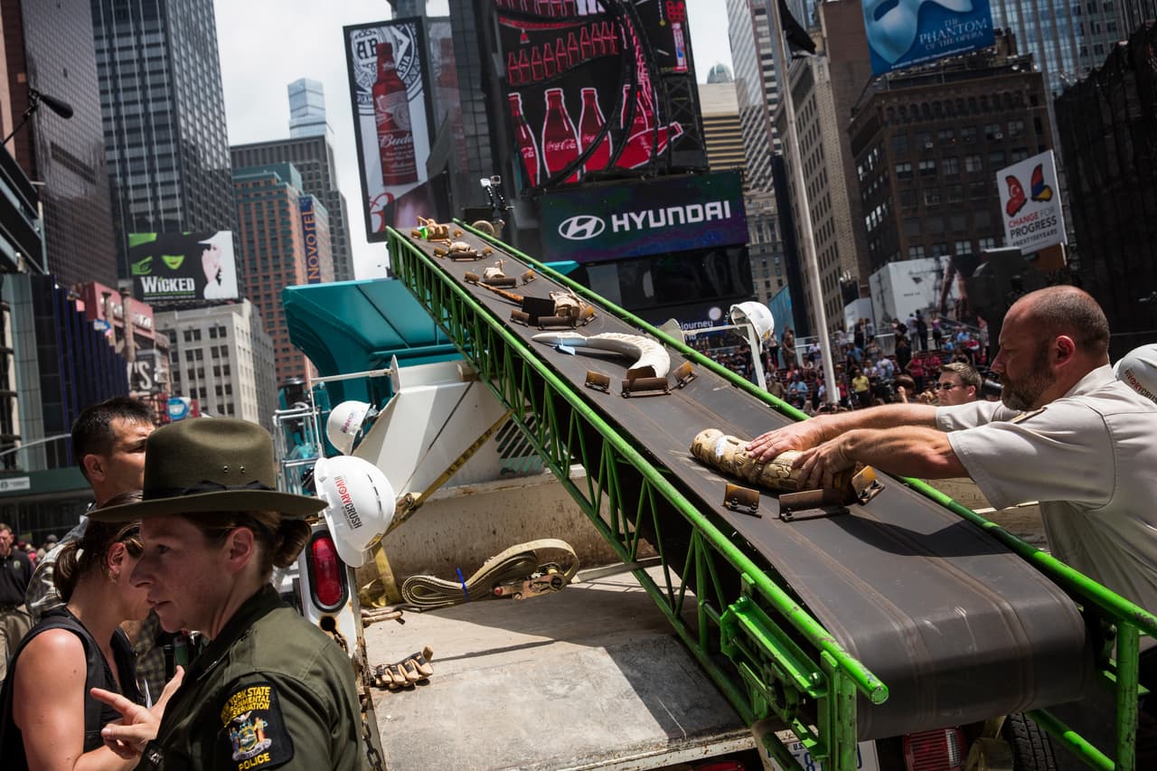 ¿Qué significa la prohibición casi total del comercio de marfil adoptada en EEUU?