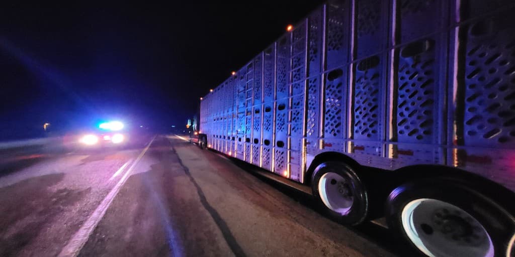 Durante la madrugada del sábado, agentes de la Patrulla Fronteriza que inspeccionaban un tráiler de ganado se llevaron una gran sorpresa.